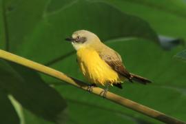 Bentewi szarogłowy - Myiozetetes granadensis - Gray-capped Flycatcher