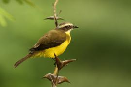 Bentewi wielkodzioby - Megarynchus pitangua - Boat-billed Flycatcher