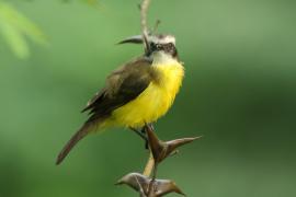 Bentewi wielkodzioby - Megarynchus pitangua - Boat-billed Flycatcher