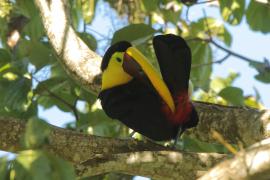 Tukan brązowodzioby - Ramphastos ambiguus swainsonii  - Yellow-throated Toucan