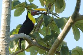 Tukan brązowodzioby - Ramphastos ambiguus swainsonii  - Yellow-throated Toucan