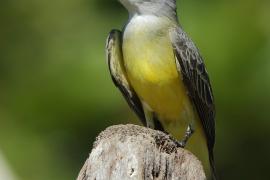 Tyran melancholijny - Tyrannus melancholicus - Tropical Kingbird