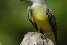 Tyran melancholijny - Tyrannus melancholicus - Tropical Kingbird