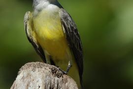 Tyran melancholijny - Tyrannus melancholicus - Tropical Kingbird