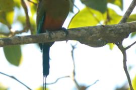 Piłodziób czarnogardły - Eumomota superciliosa - Turquoise-browed Motmot