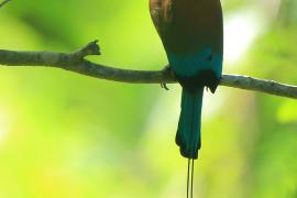 Piłodziób czarnogardły - Eumomota superciliosa - Turquoise-browed Motmot