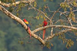 Ara żółtoskrzydła - Ara macao - Scarlet Macaw