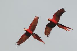 Ara żółtoskrzydła - Ara macao - Scarlet Macaw