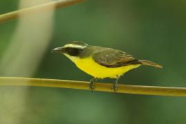 Bentewi wielkodzioby - Megarynchus pitangua - Boat-billed Flycatcher