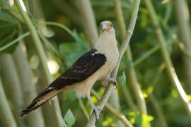 Karakara jasnogłowa - Milvago chimachima - Yellow-headed Caracara