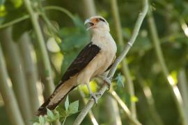 Karakara jasnogłowa - Milvago chimachima - Yellow-headed Caracara