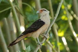 Karakara jasnogłowa - Milvago chimachima - Yellow-headed Caracara