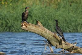 Kormoran oliwkowy - Phalacrocorax brasilianus - Neotropic Cormorant