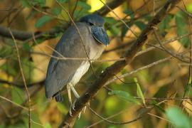 Rakojad - Cochlearius cochlearius - Boat-billed Heron