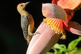 Dzięciur płomiennogłowy - Melanerpes hoffmannii - Hoffmann's Woodpecker