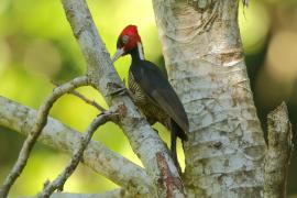 Dzięcioł jasnodzioby - Campephilus guatemalensis - Pale-billed Woodpecker