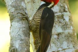 Dzięcioł jasnodzioby - Campephilus guatemalensis - Pale-billed Woodpecker