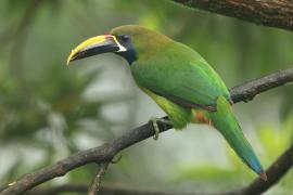 Pieprzojad szmaragdowy - Aulacorhynchus prasinus - Emerald Toucanet