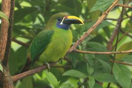 Pieprzojad szmaragdowy - Aulacorhynchus prasinus - Emerald Toucanet