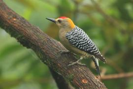 Dzięciur płomiennogłowy - Melanerpes hoffmannii - Hoffmann's Woodpecker