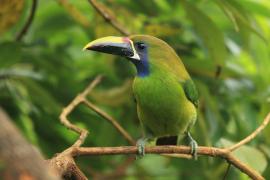 Pieprzojad szmaragdowy - Aulacorhynchus prasinus - Emerald Toucanet