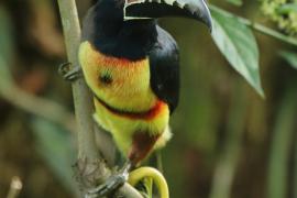 Arasari obrożny - Pteroglossus torquatus - Collared Aracari