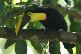 Tukan brązowodzioby - Ramphastos ambiguus swainsonii  - Yellow-throated Toucan