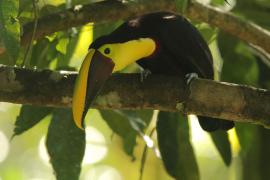 Tukan brązowodzioby - Ramphastos ambiguus swainsonii  - Yellow-throated Toucan