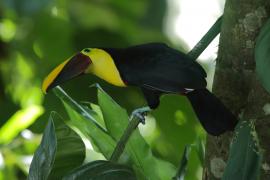 Tukan brązowodzioby - Ramphastos ambiguus swainsonii  - Yellow-throated Toucan
