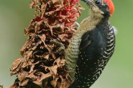 Dzięciur pstry - Melanerpes pucherani - Black-cheeked Woodpecker