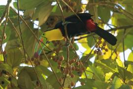 Tukan tęczodzioby - Ramphastos sulfuratus - Keel-billed Toucan
