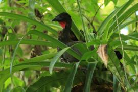 Penelopa rdzawobrzucha - Penelope purpurascens - Crested Guan