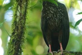 Penelopa rdzawobrzucha - Penelope purpurascens - Crested Guan