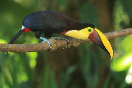 Tukan brązowodzioby - Ramphastos ambiguus swainsonii  - Yellow-throated Toucan