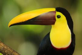 Tukan brązowodzioby - Ramphastos ambiguus swainsonii  - Yellow-throated Toucan