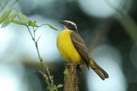 Bentewi wielkodzioby - Megarynchus pitangua - Boat-billed Flycatcher