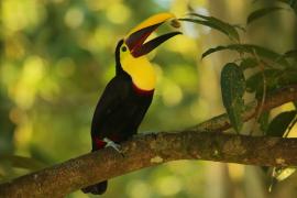 Tukan brązowodzioby - Ramphastos ambiguus swainsonii  - Yellow-throated Toucan