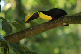 Tukan brązowodzioby - Ramphastos ambiguus swainsonii  - Yellow-throated Toucan
