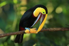 Tukan brązowodzioby - Ramphastos ambiguus swainsonii  - Yellow-throated Toucan