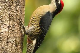 Dzięciur pstry - Melanerpes pucherani - Black-cheeked Woodpecker