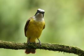 Bentewi wielkodzioby - Megarynchus pitangua - Boat-billed Flycatcher