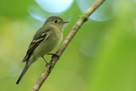 Empidonka żółtobrzucha - Empidonax flaviventris - Yellow-bellied Flycatcher