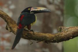 Arasari obrożny - Pteroglossus torquatus - Collared Aracari