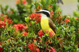 Bentewi wielki - Pitangus sulphuratus - Great Kiskadee