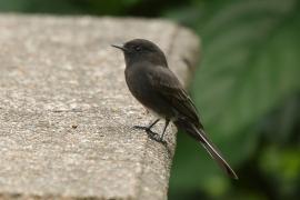 Fibik czarny - Sayornis nigricans - Black Phoebe