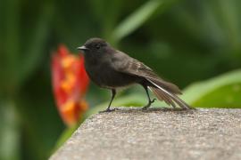Fibik czarny - Sayornis nigricans - Black Phoebe