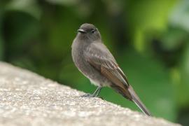 Fibik czarny - Sayornis nigricans - Black Phoebe