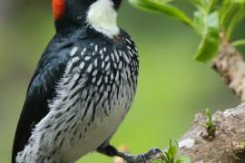 Dzięciur żołędziowy - Melanerpes formicivorus - Acorn Woodpecker