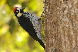 Dzięciur żołędziowy - Melanerpes formicivorus - Acorn Woodpecker