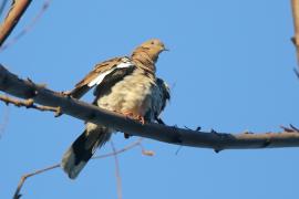 Gołębiak białoskrzydły - Zenaida asiatica - White-winged Dove